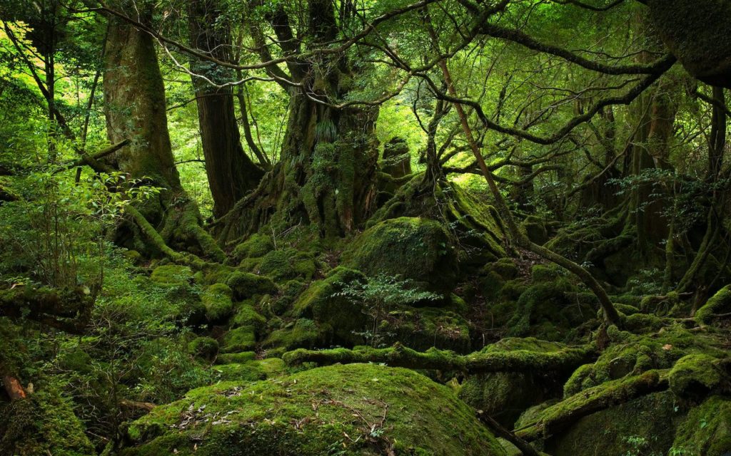 La foresta dei suicidi uno dei luoghi più spettrali del Giappone